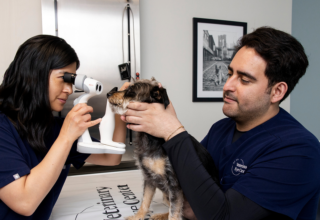 What to Expect at Your Pet’s Eye Exam