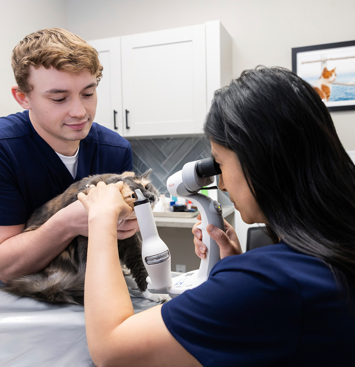 Cat eye exam at Veterinary Eye Center PA