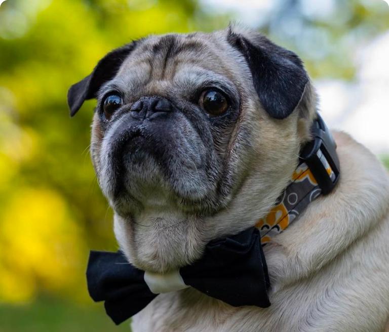 Jasper - Treated by Dr. Andréa Minella