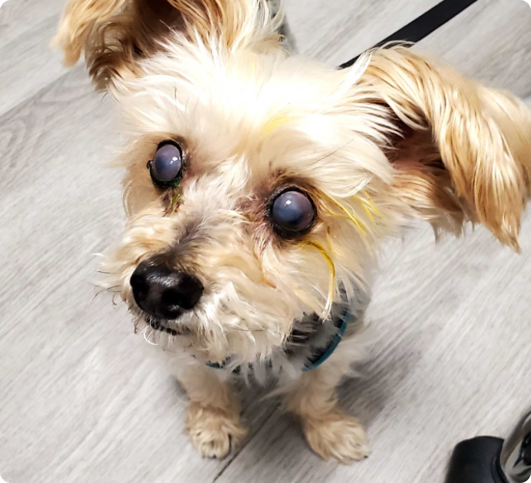 Shea - before Treatment