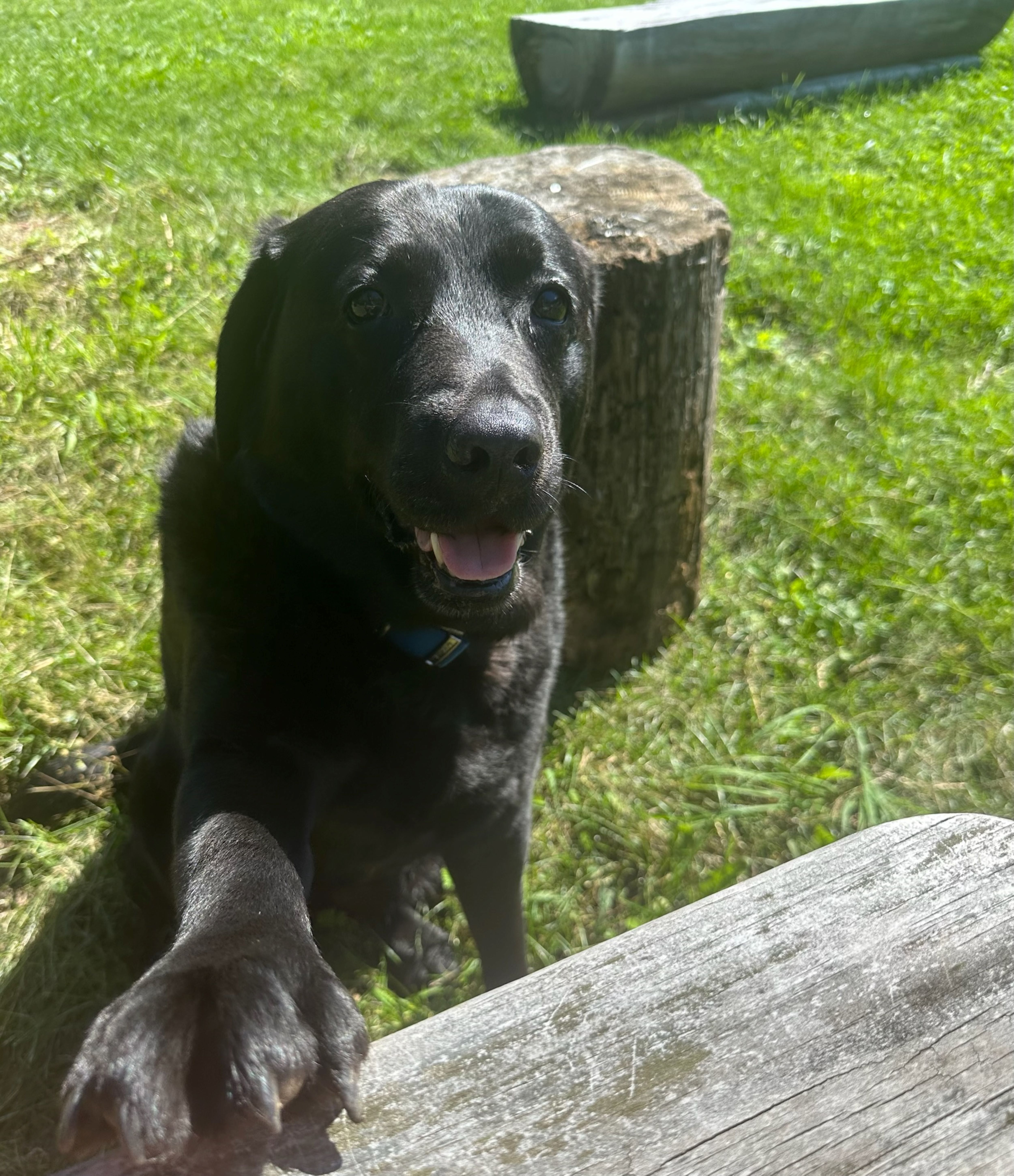 Grace will make sure to greet you when you visit the farm