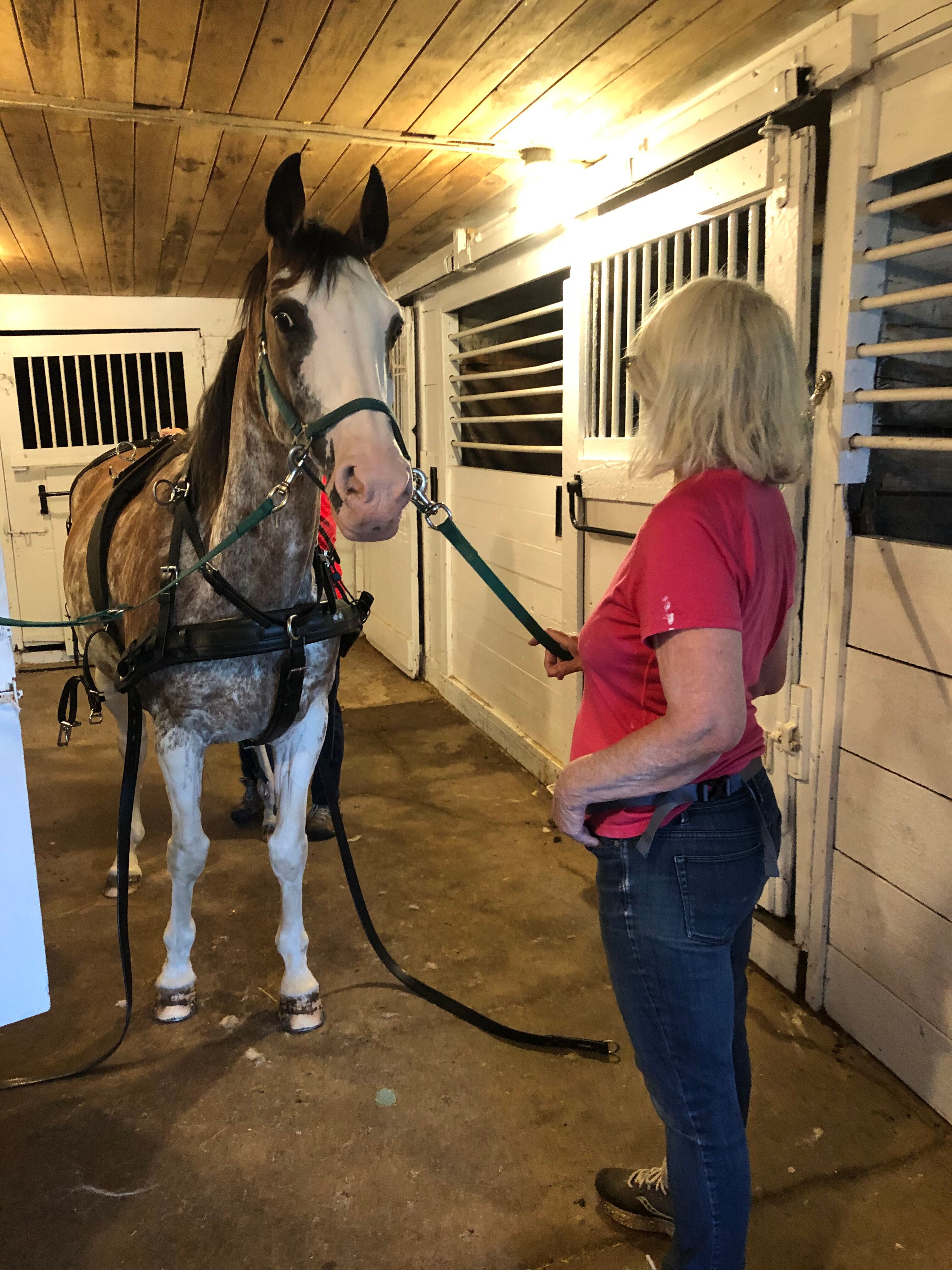 Getting our horse ready for a carriage ride