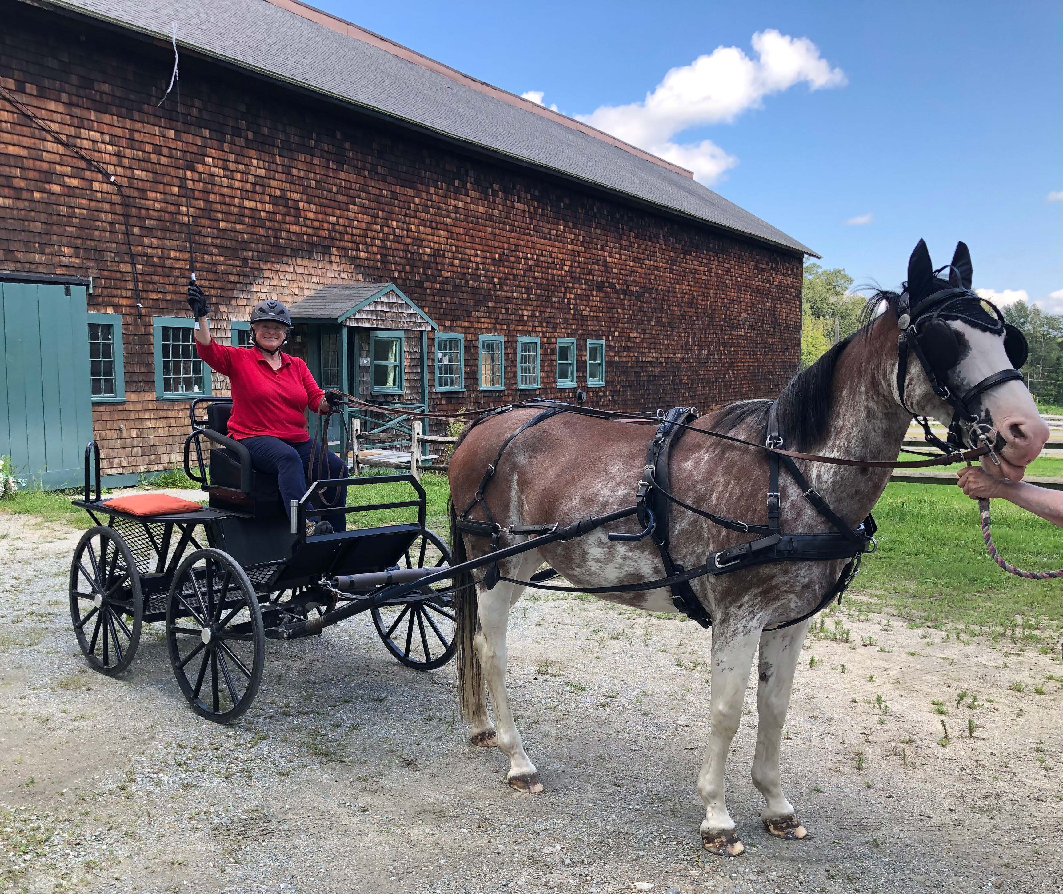 Boo enjoying a carriage ride on a sunny day