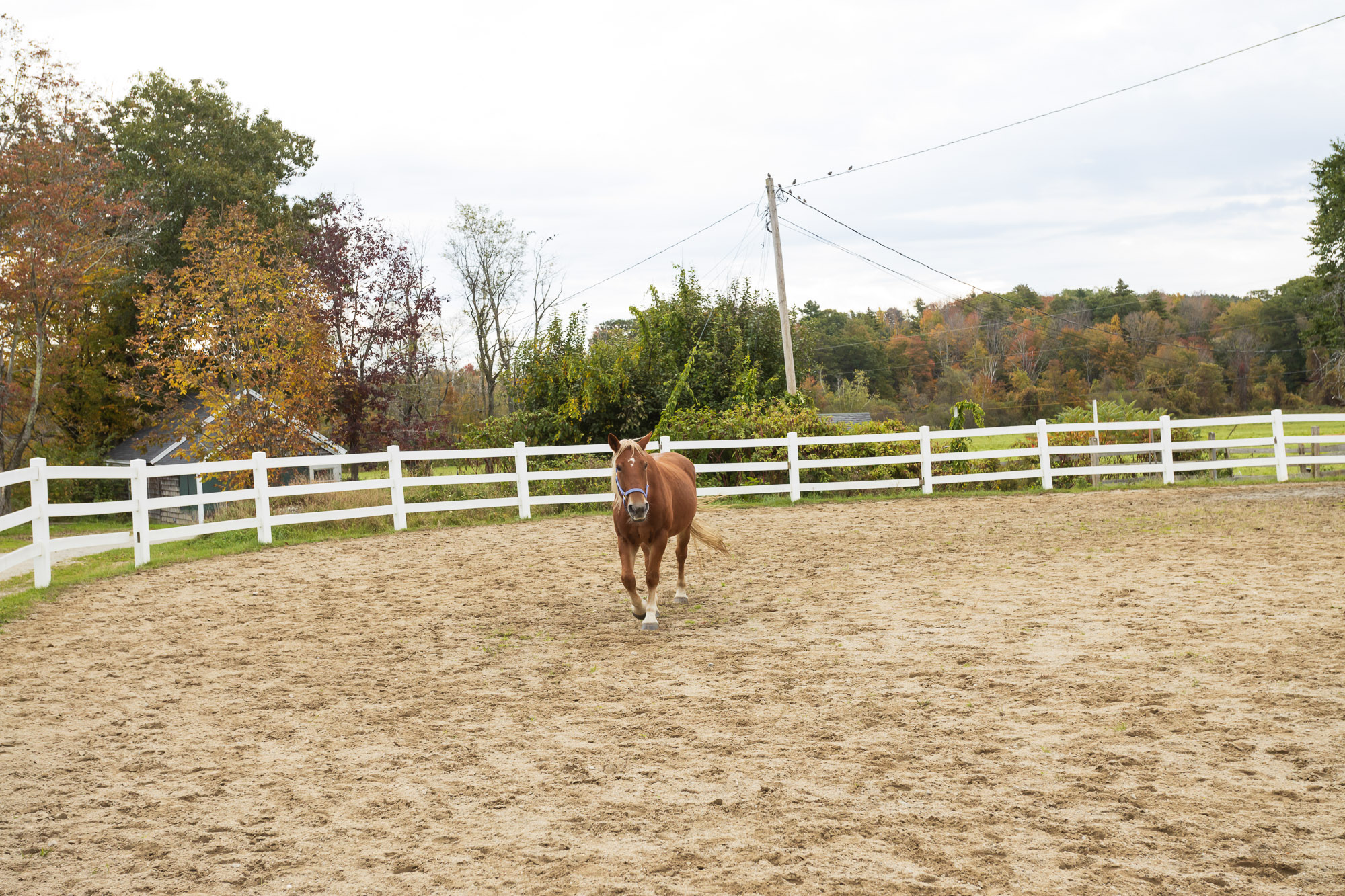 All weather footing in our riding arenas