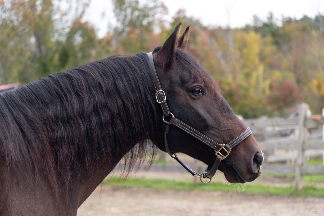 One of our boarded horses; Chaska