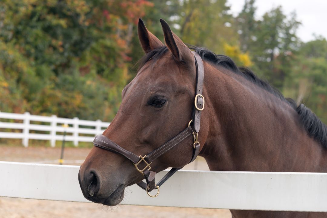 One of our boarded horses; Jojo