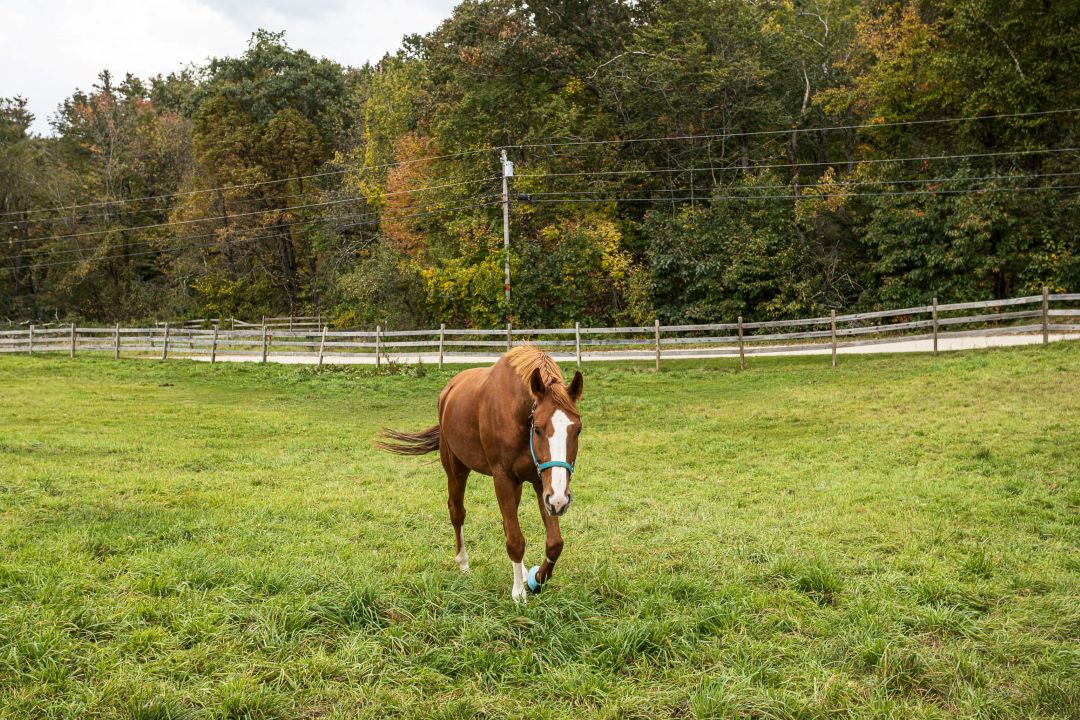 One of our boarded horses; Mallard