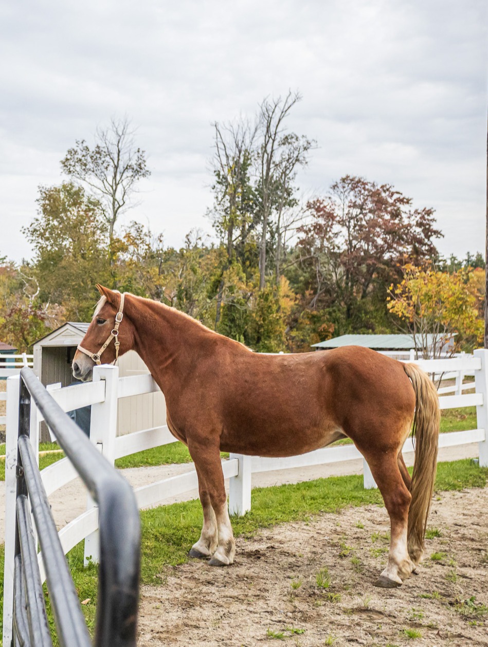 One of our boarded horses; Willow