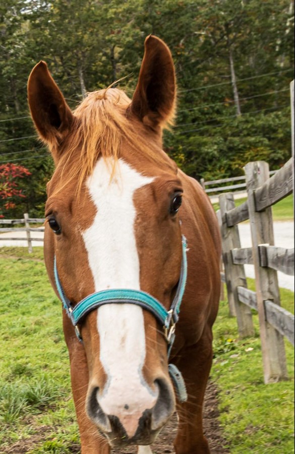 Come visit us and see the farm