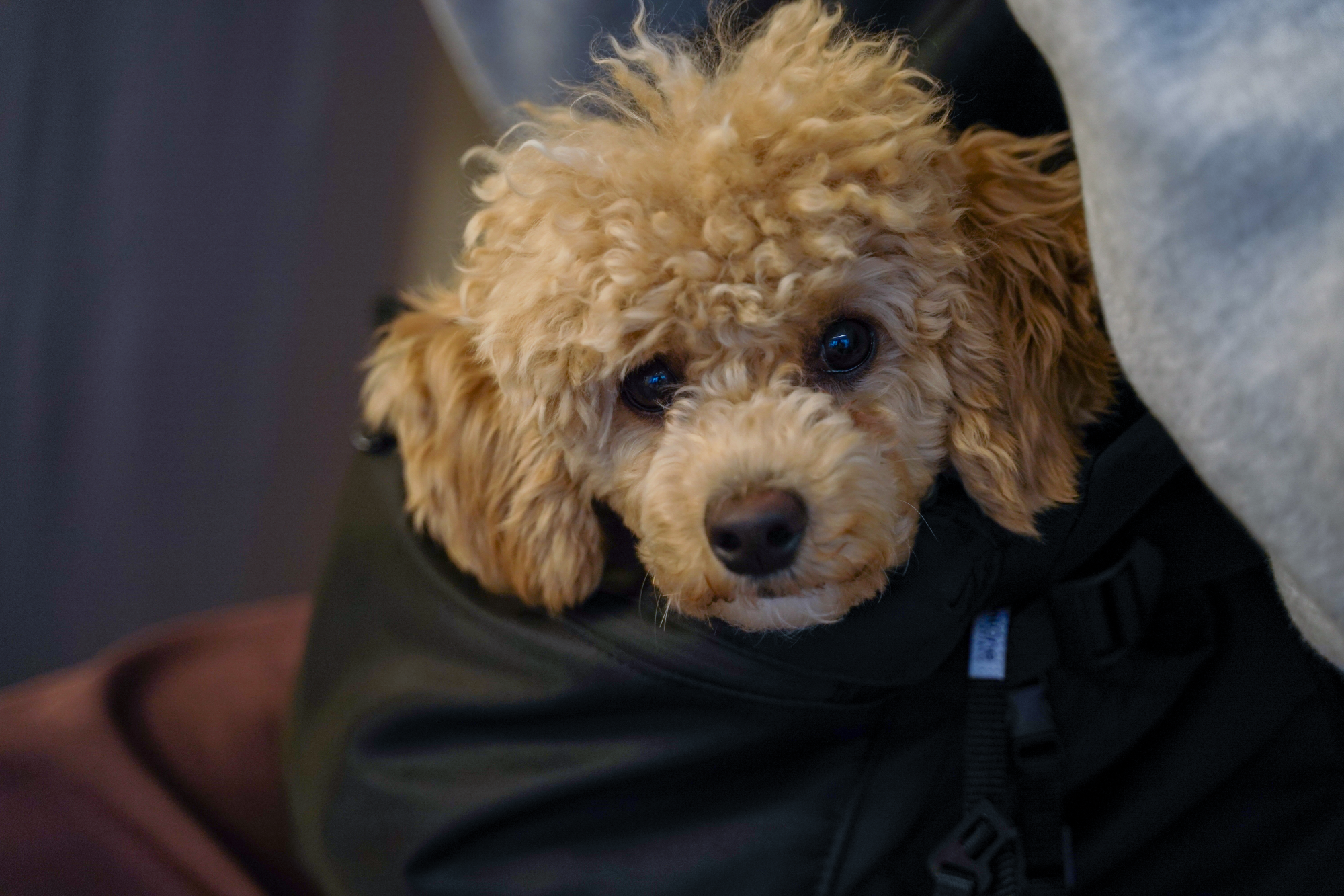 Dog looking at the camera.