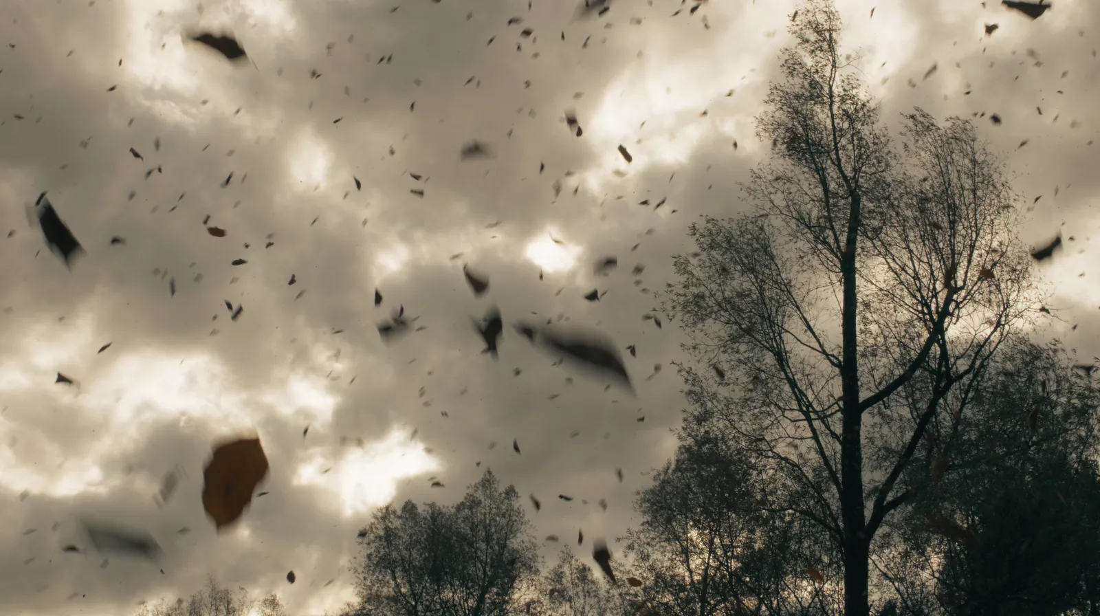 Leaves swirling in strong wind against a cloudy sky with tall trees bending in the breeze.