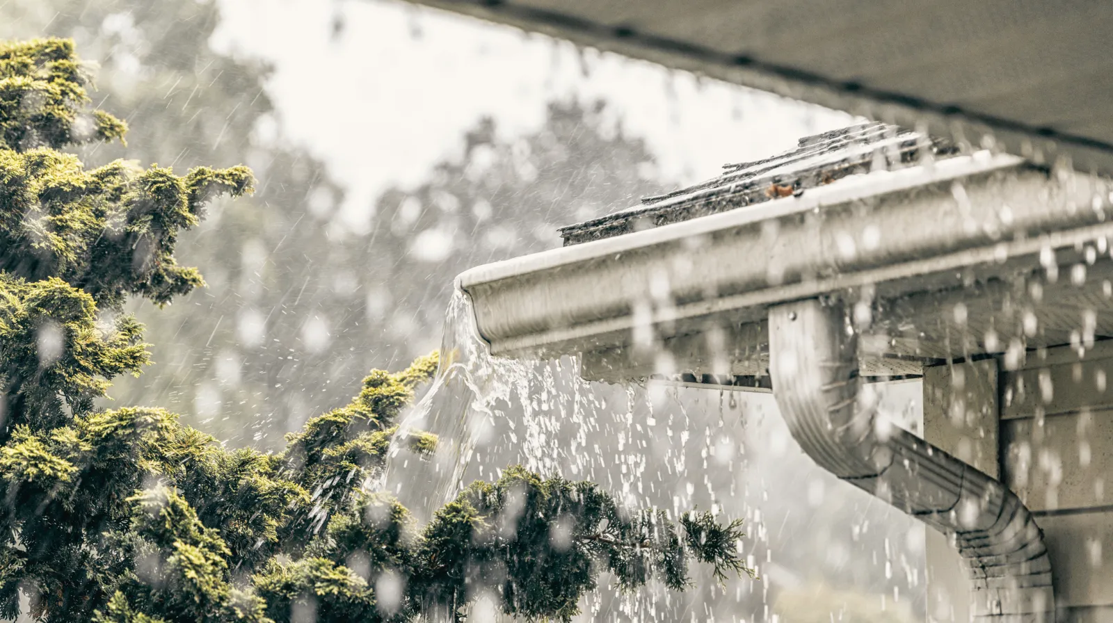 Rainwater overflowing from a gutter during heavy rain with green bushes in the background.
