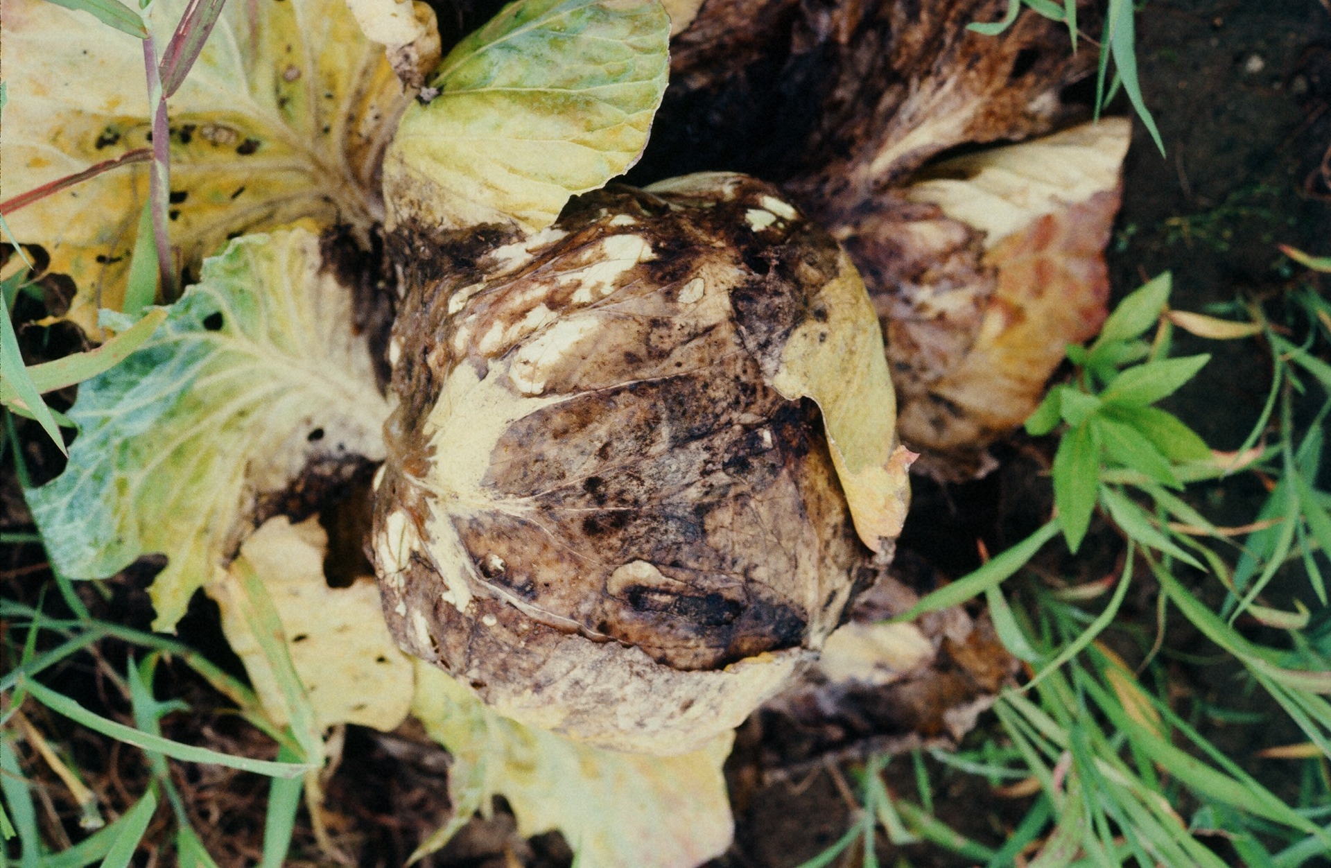 キャベツ軟腐病