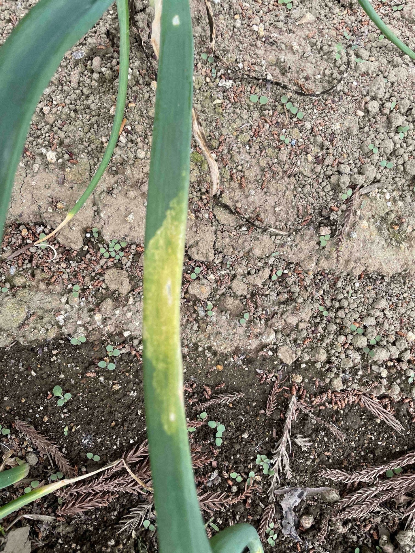 タマネギべと病