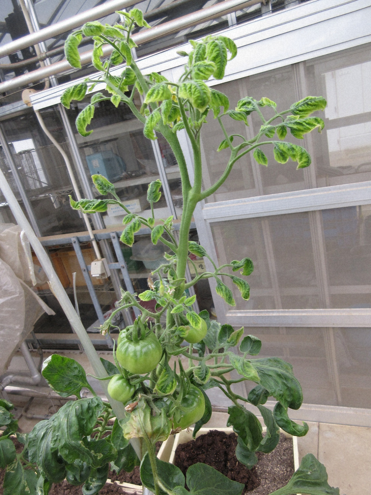 トマト黄化葉巻