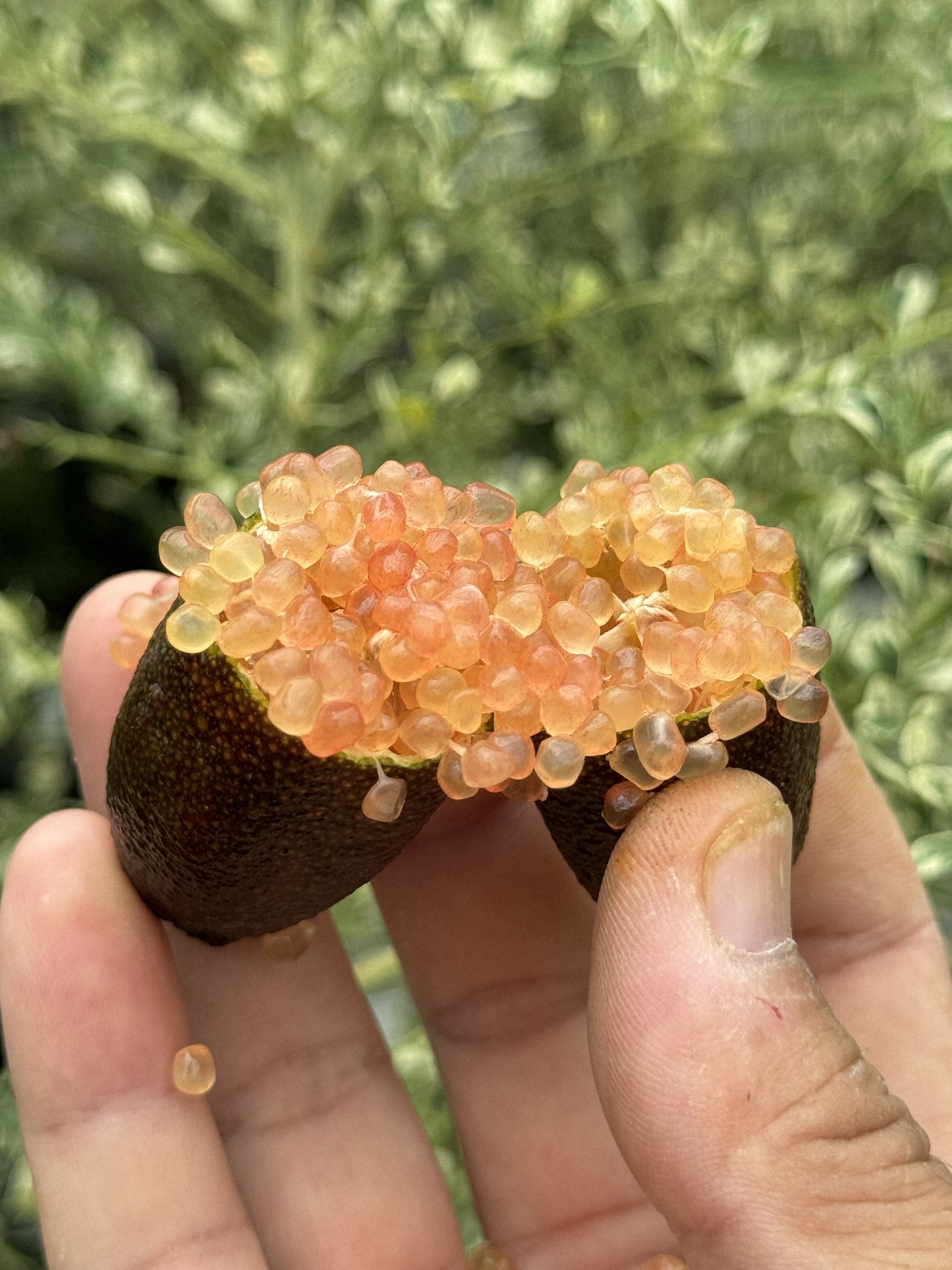 フィンガーライムの実