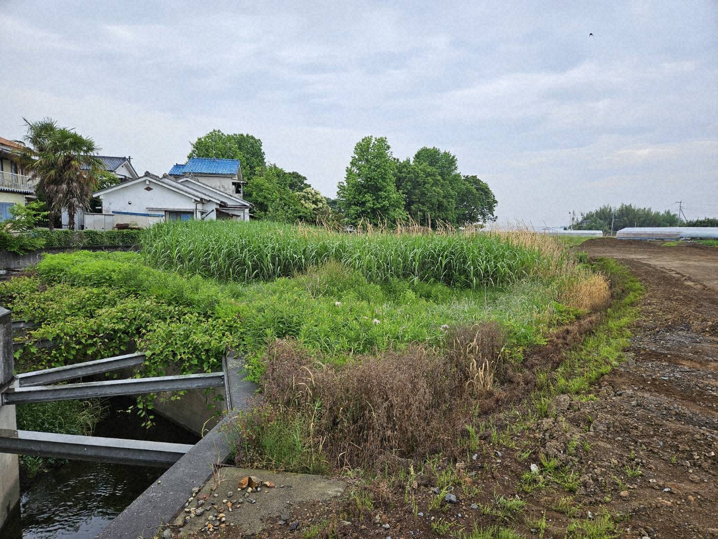 再生される前の 雑草が繁茂していた農地