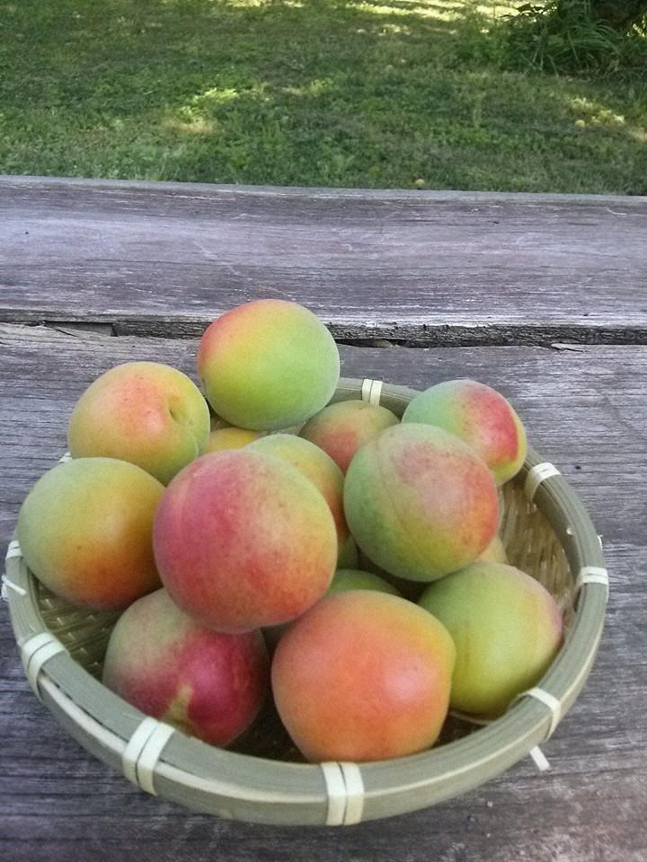 収穫した越生の梅