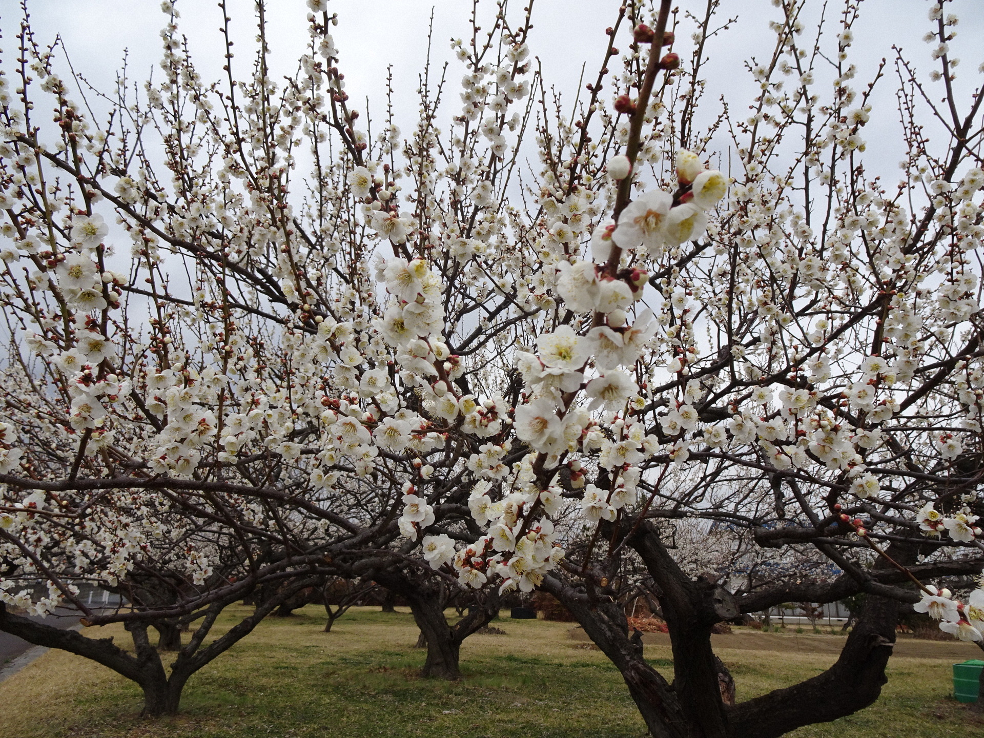 開花時期の梅林