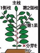図８：整枝、×の芽を取り除く