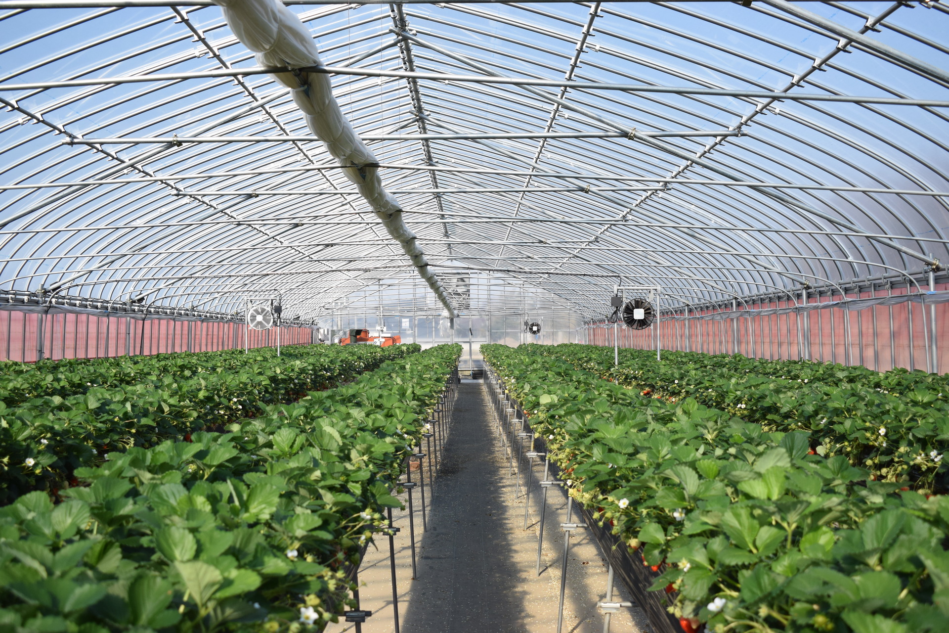 ２０年以上前から高設栽培を導入している