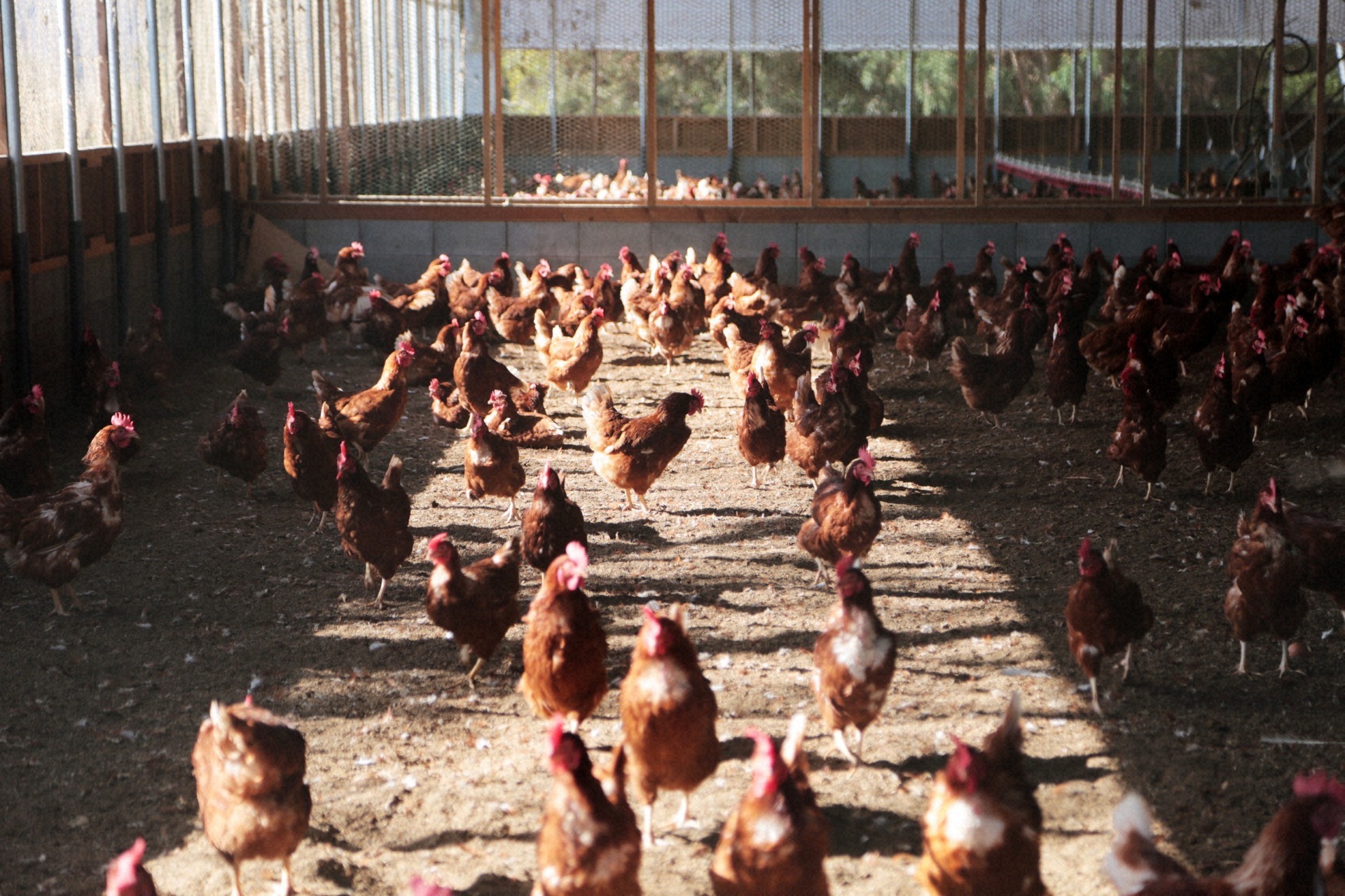 日の光を浴びながら歩き回る鶏たち