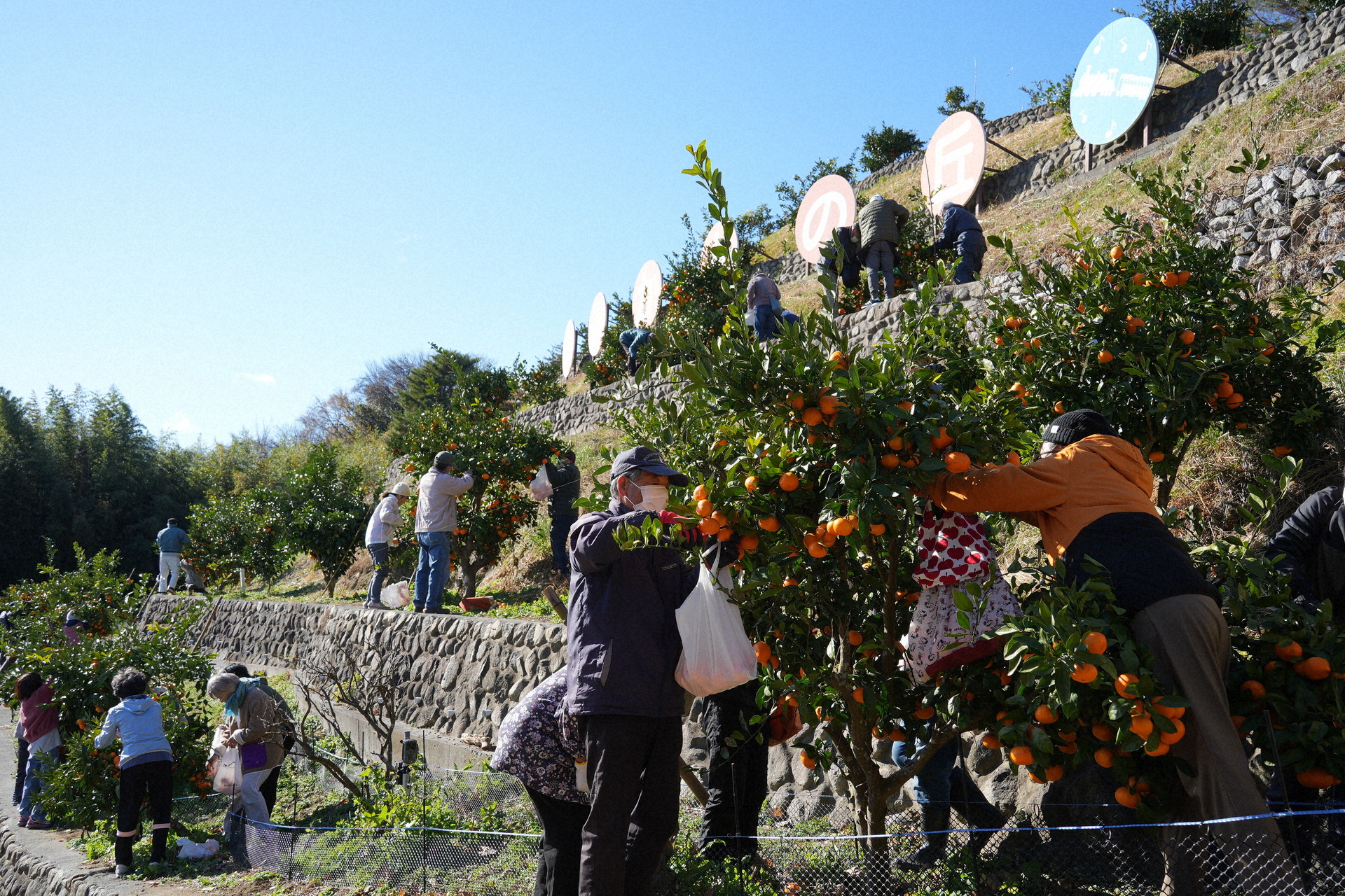 ミカン狩りを楽しむ町民