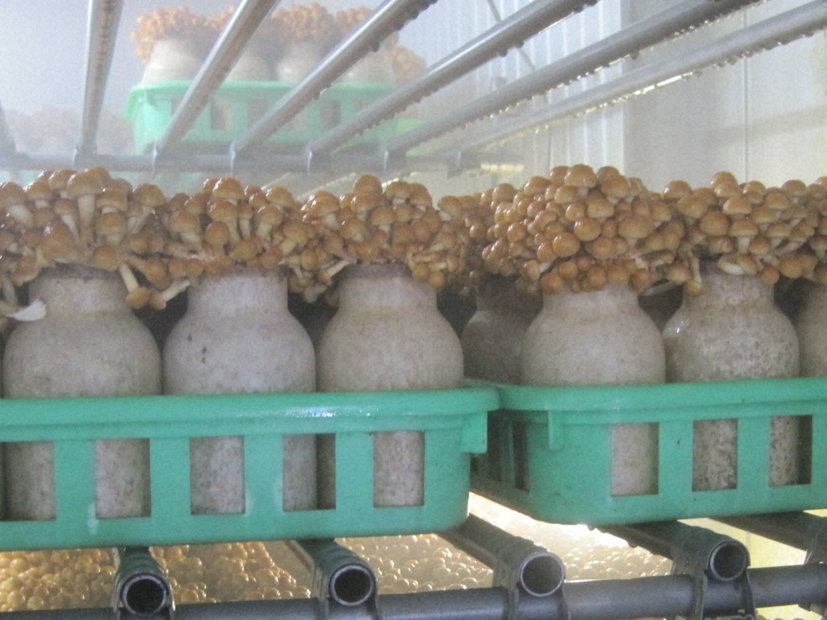 ポットを使用し栽培