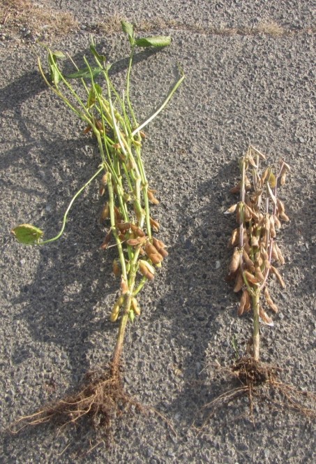 青立ち株（左）は茎や葉が枯れずに残っている（農研機構提供）