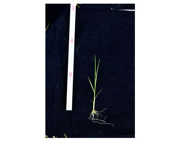 ４．５葉苗だが、丈は１６㌢ほどに収まっている。抜いてから少し時間がたったので下位の葉はしおれ気味だが、上位の葉はピンピン立っている
