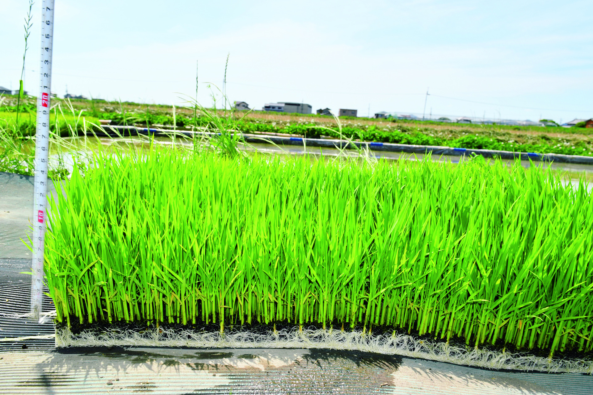 田植え直前の５４日苗。床土の３分の１は自家製もみ殻くん炭を使っているからか、根張りは抜群