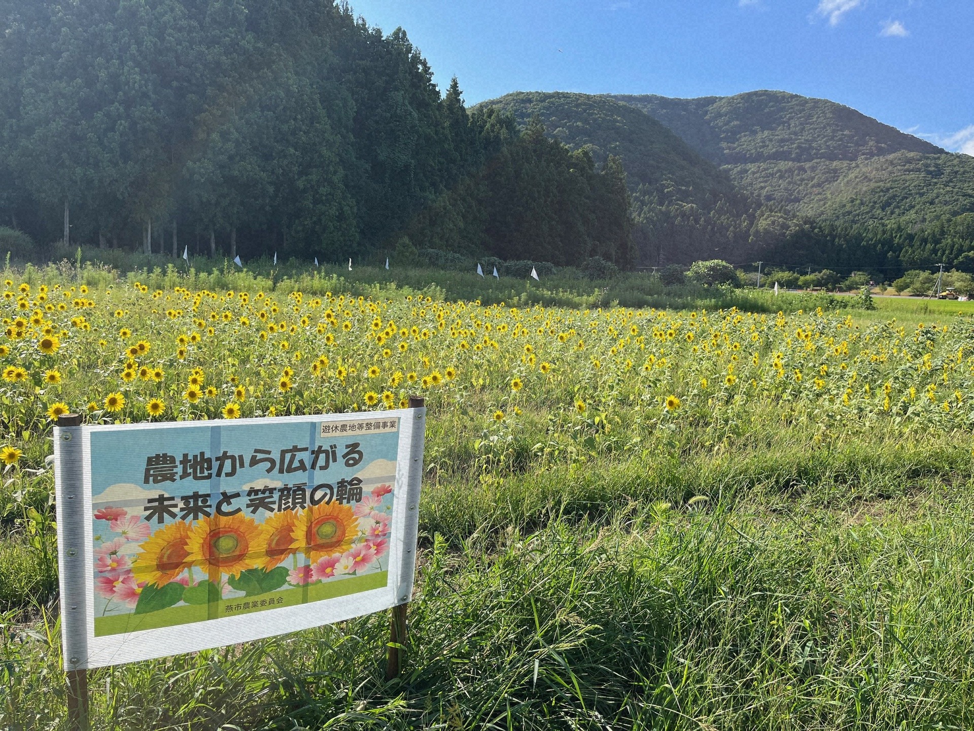 昨年８月上旬に咲きそろったヒマワリ