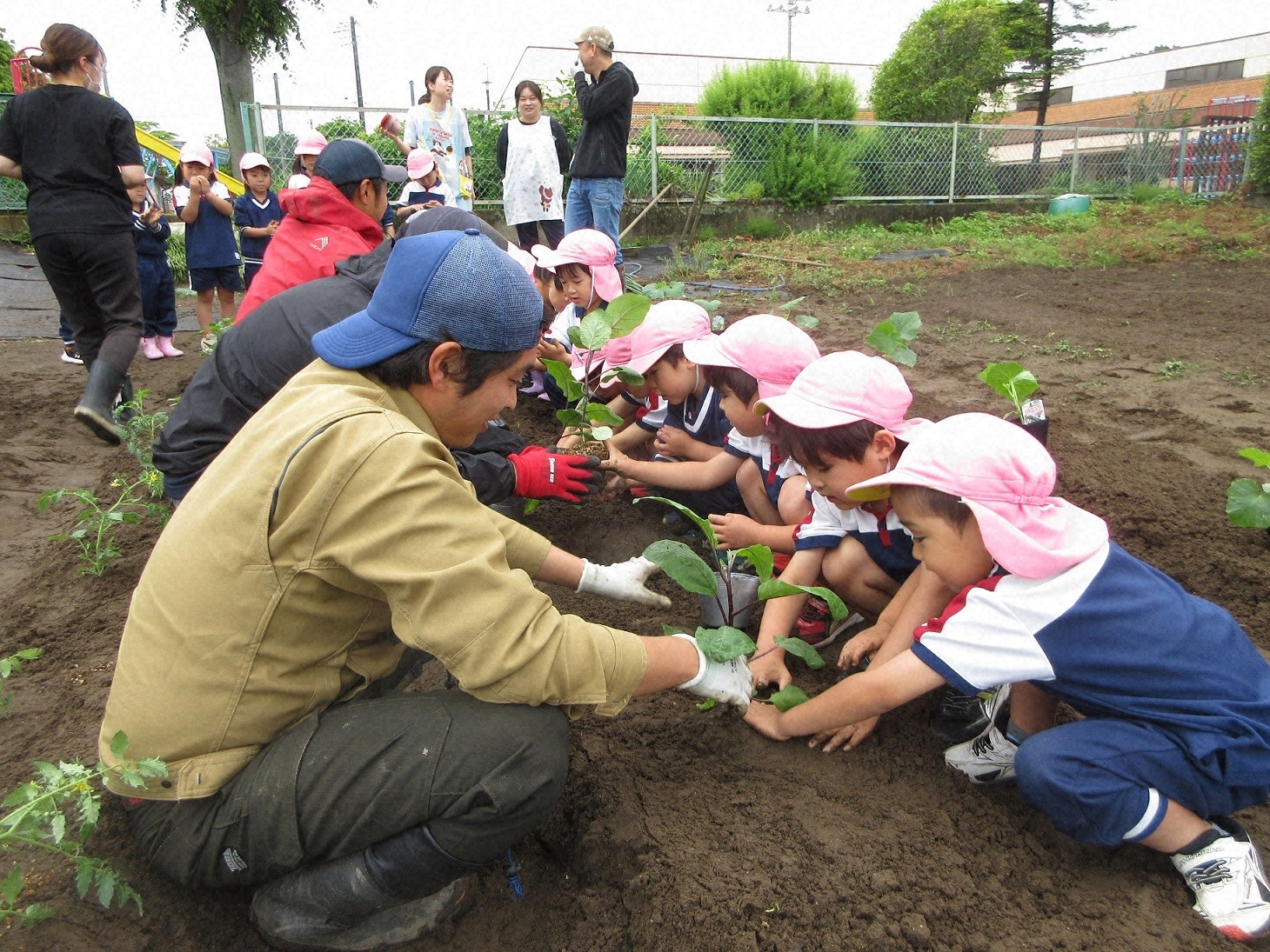 野菜苗を植え付ける園児たち