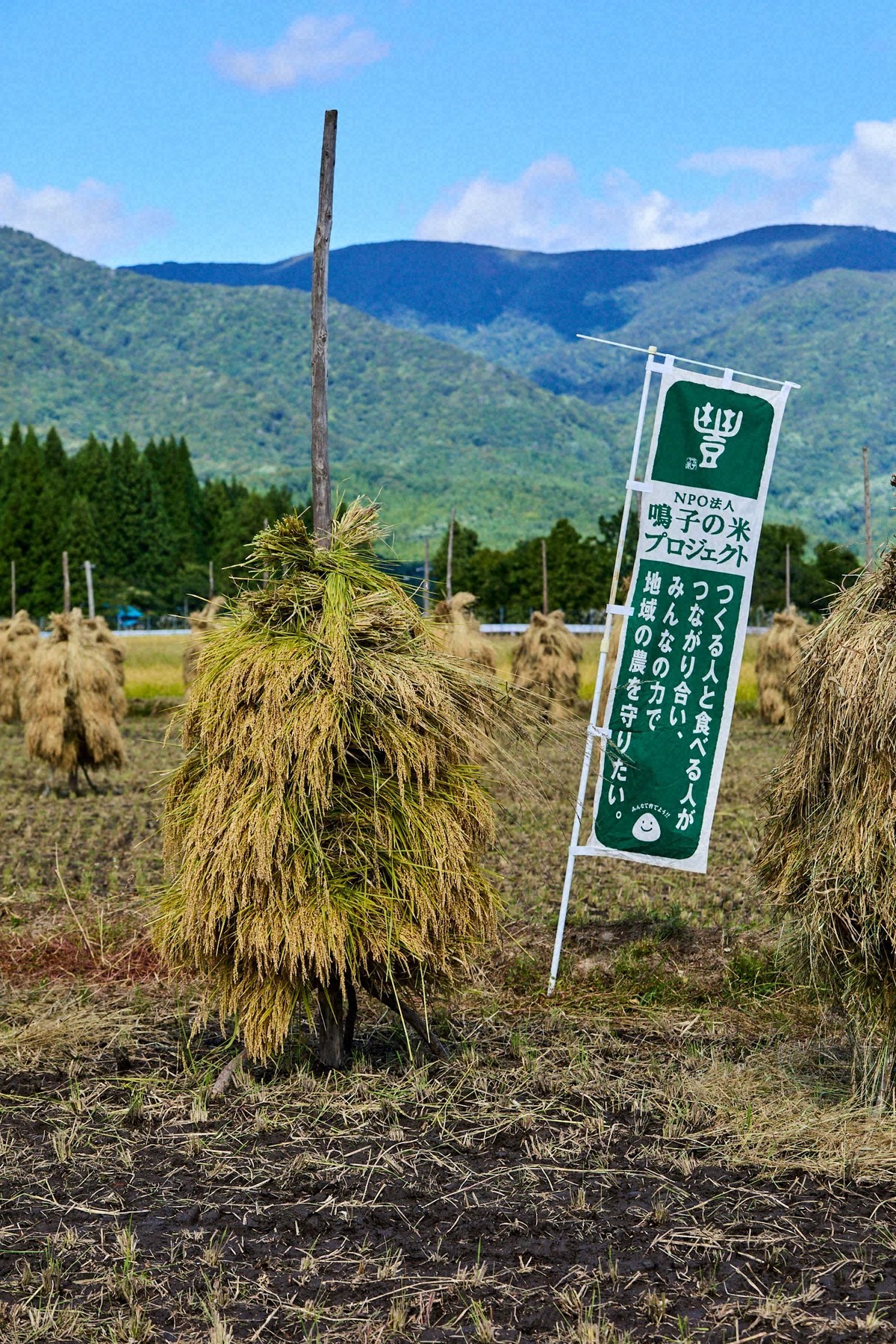 現在あまり見られなくなった杭掛け（写真の一部は上野さん提供）