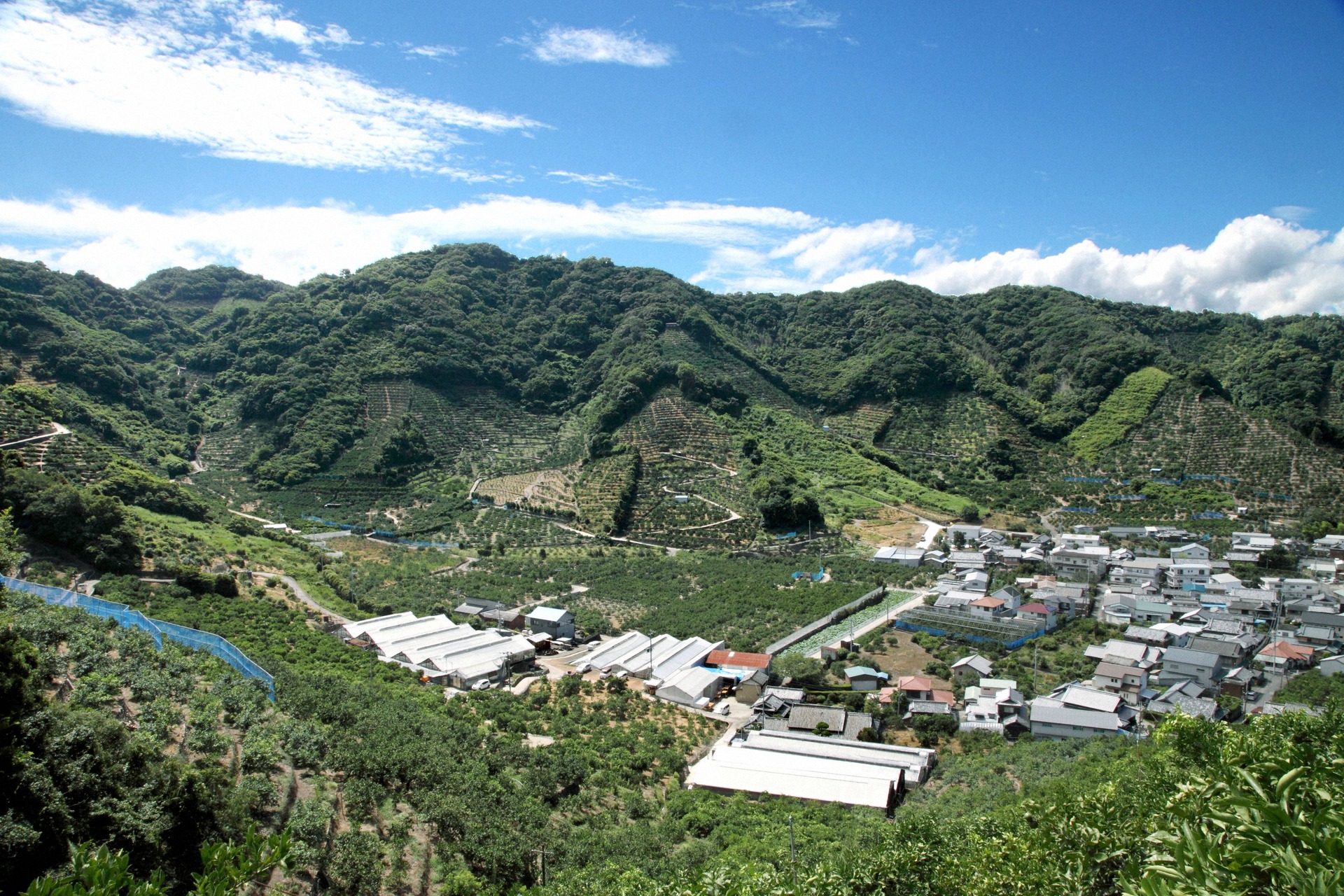 有田市の山際に広がる同社農場(手前の白いハウス)
