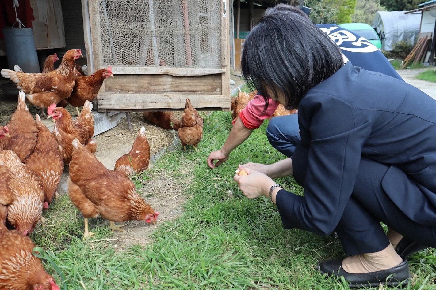 提供された乾パンやビスケットを食べる鶏たち