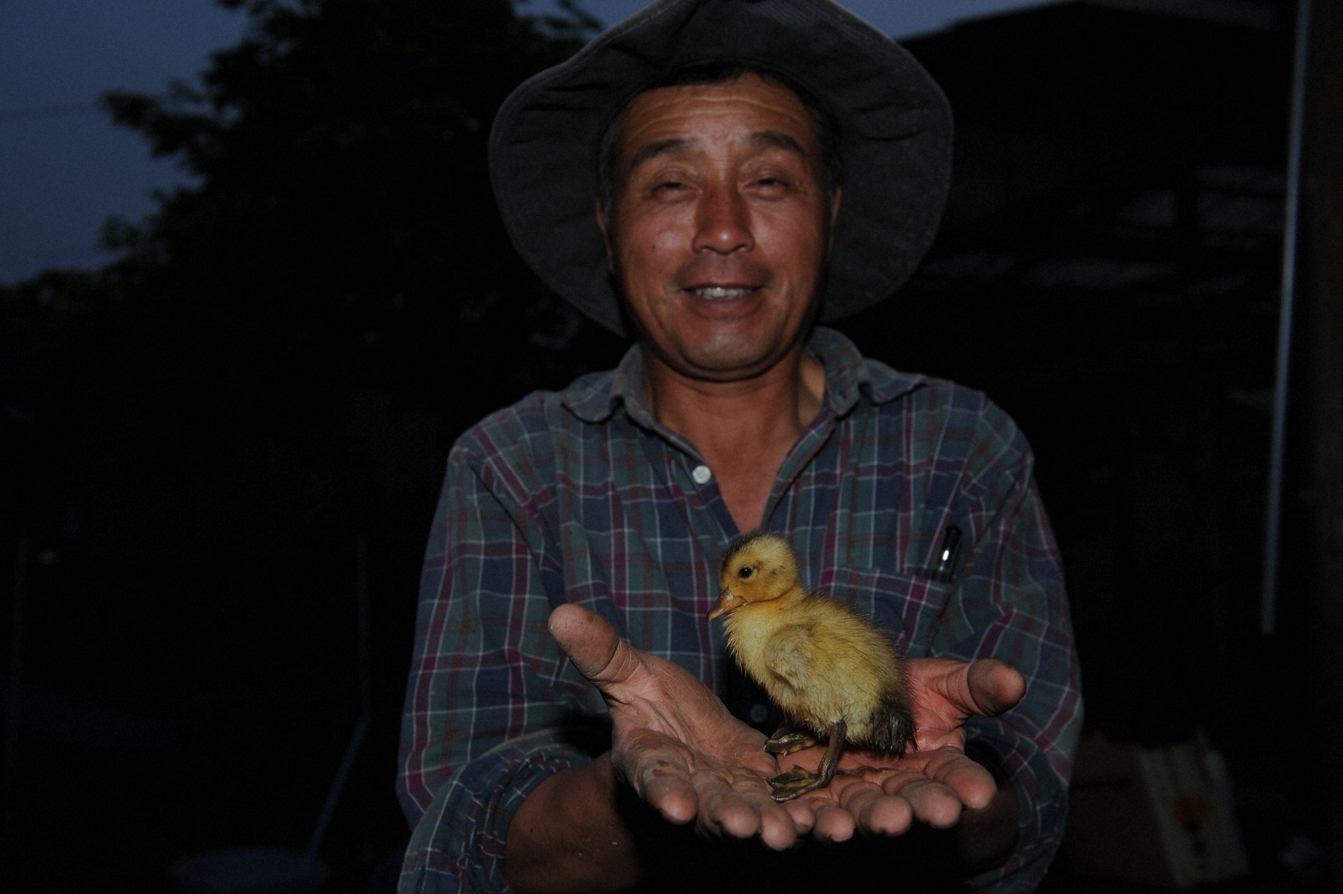 今や稲作に欠かせないアイガモと(写真・佐藤弘 11年撮影)