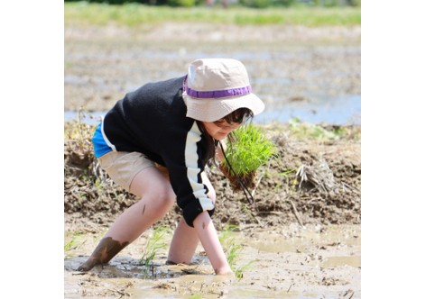 泥に足を踏み入れ田植えを楽しんだ
