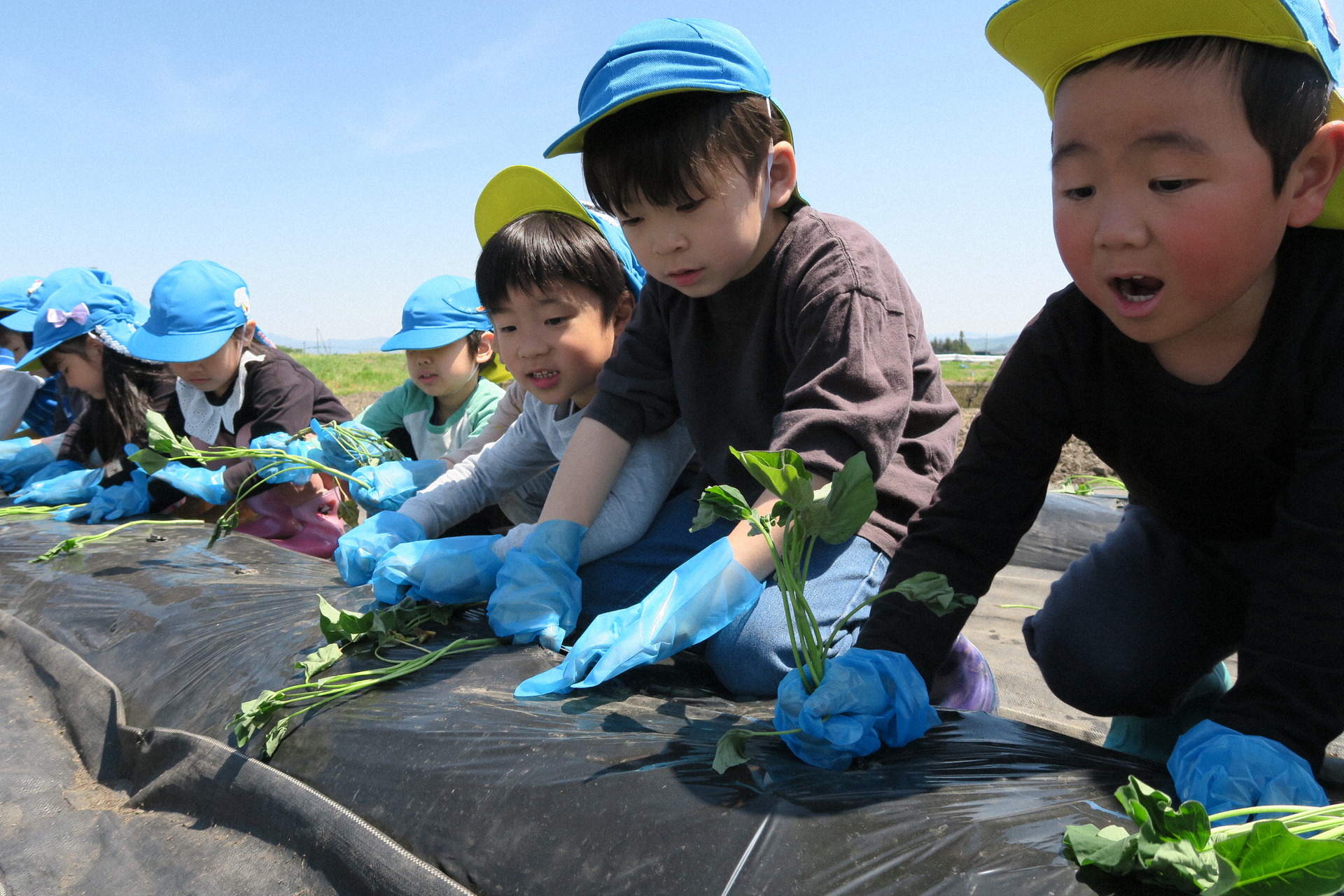 夢中で苗を植える園児たち
