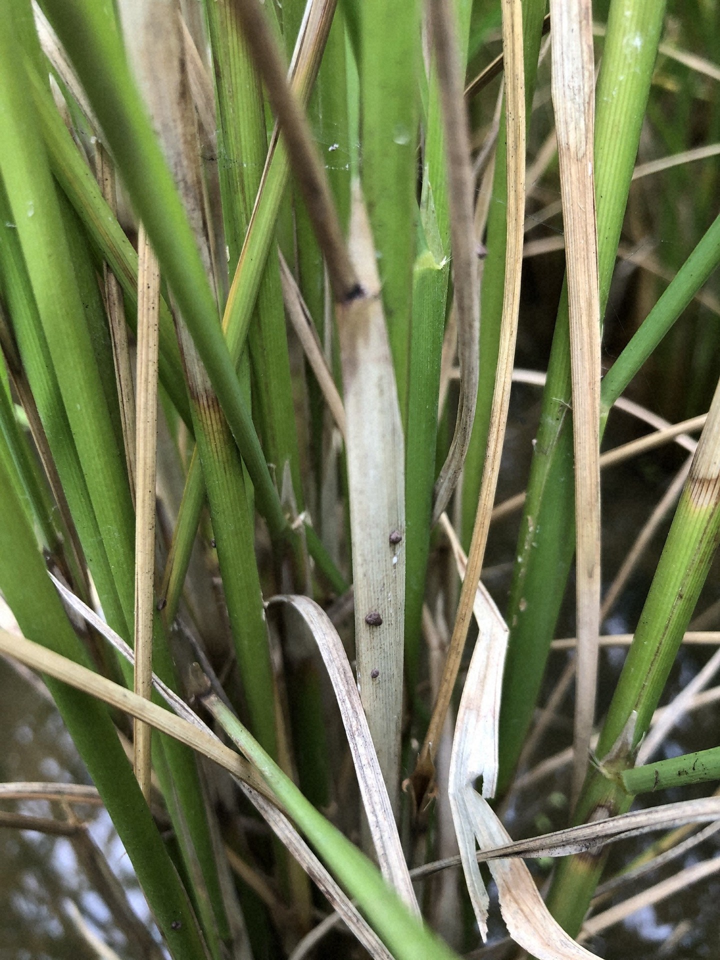 紋枯病の菌核