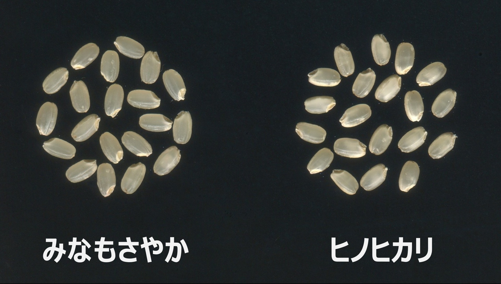 みなもさやかの玄米