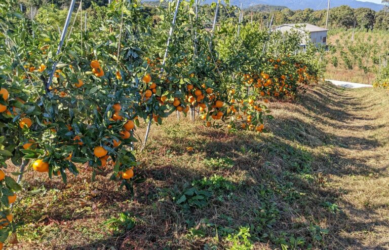 草が緑の絨毯(じゅうたん)のように土を包み込む草生栽培(写真の一部は野中果樹園提供)
