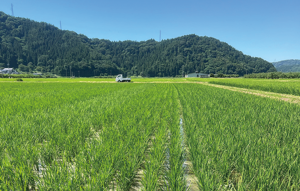 テーラーメイド防除後の圃場