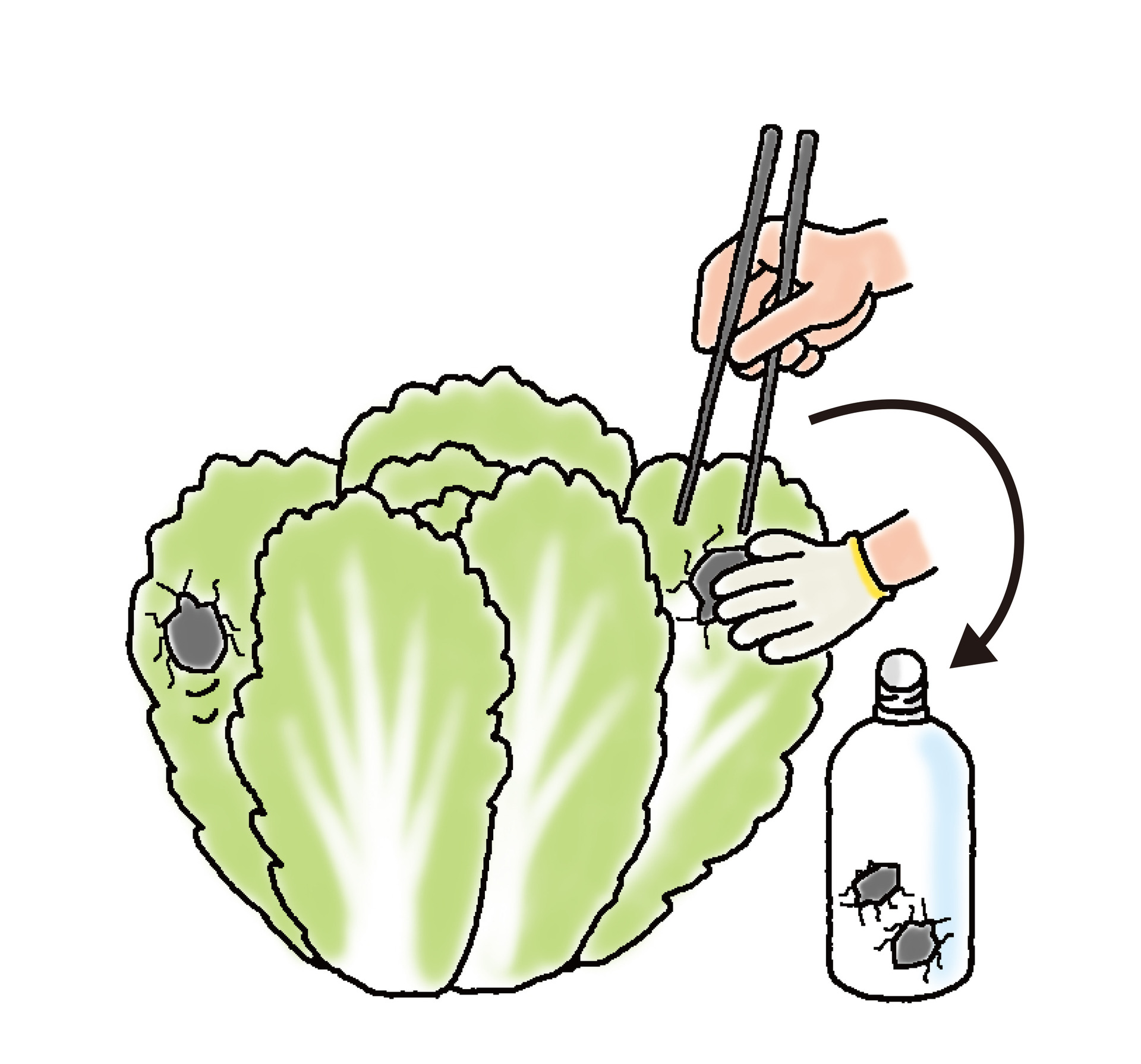 成長したカメムシは素早いので、軍手で葉の上からパッと押さえつけて割りばしでつかみ、500㍉㍑ペットボトルに入れて捕殺