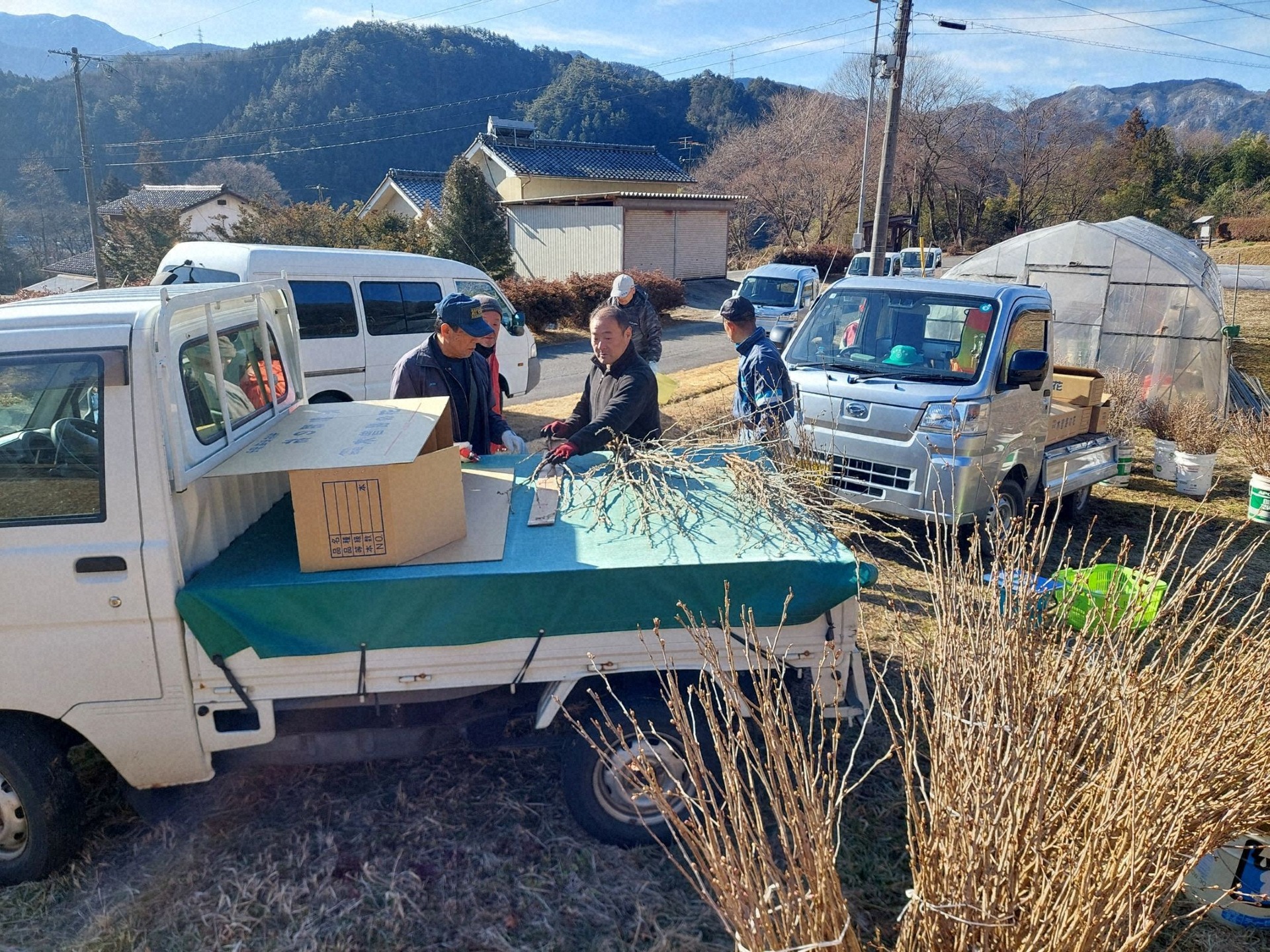 啓翁桜の出荷作業