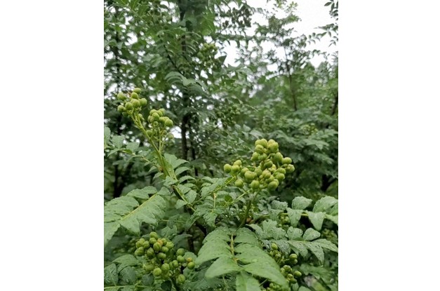 夏の収穫を待つ鈴なりに実ったブドウ山椒