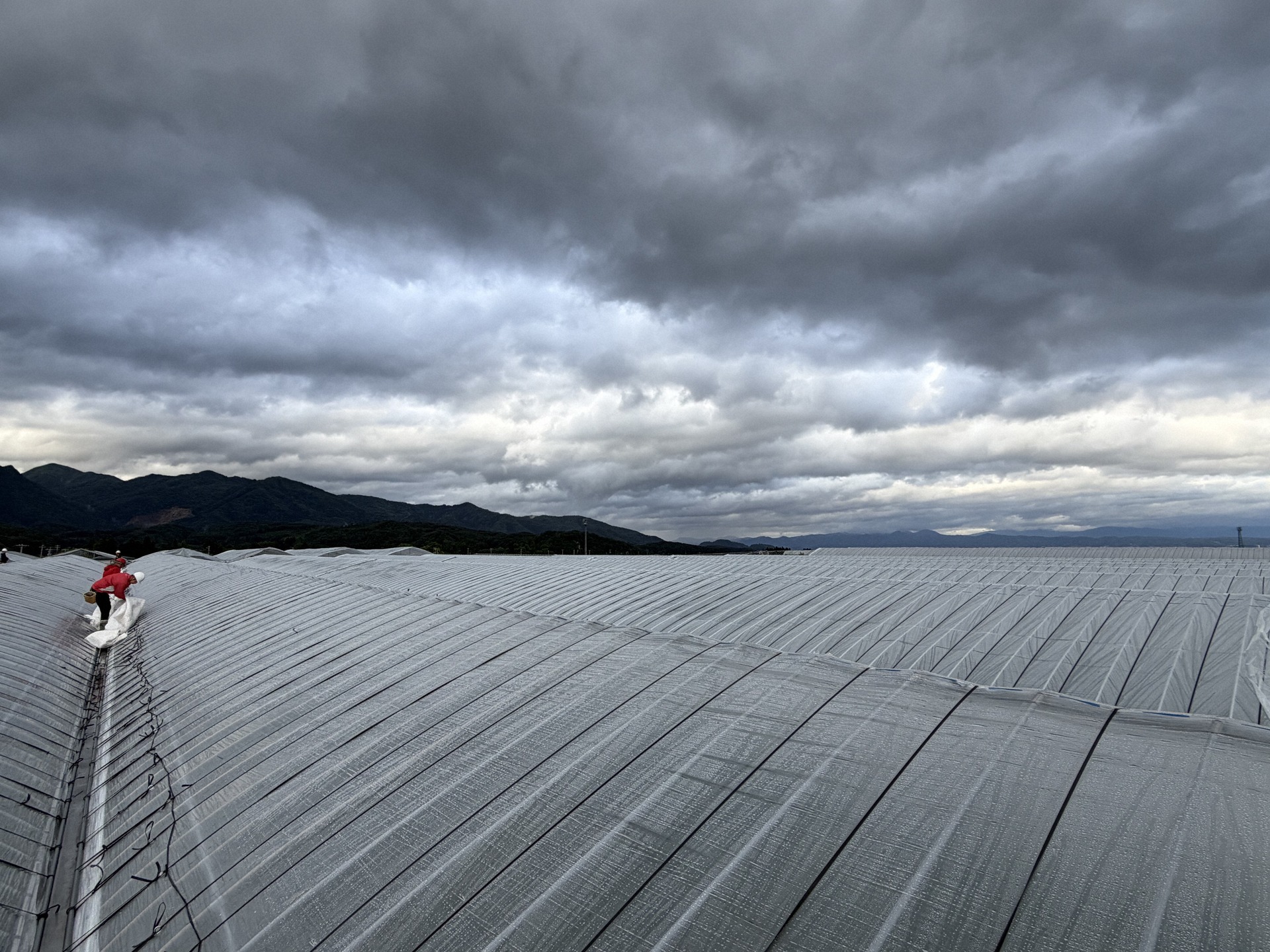 雨除けのビニールも2年に1度の張り替えに(やまがたさくらんぼファーム提供)
