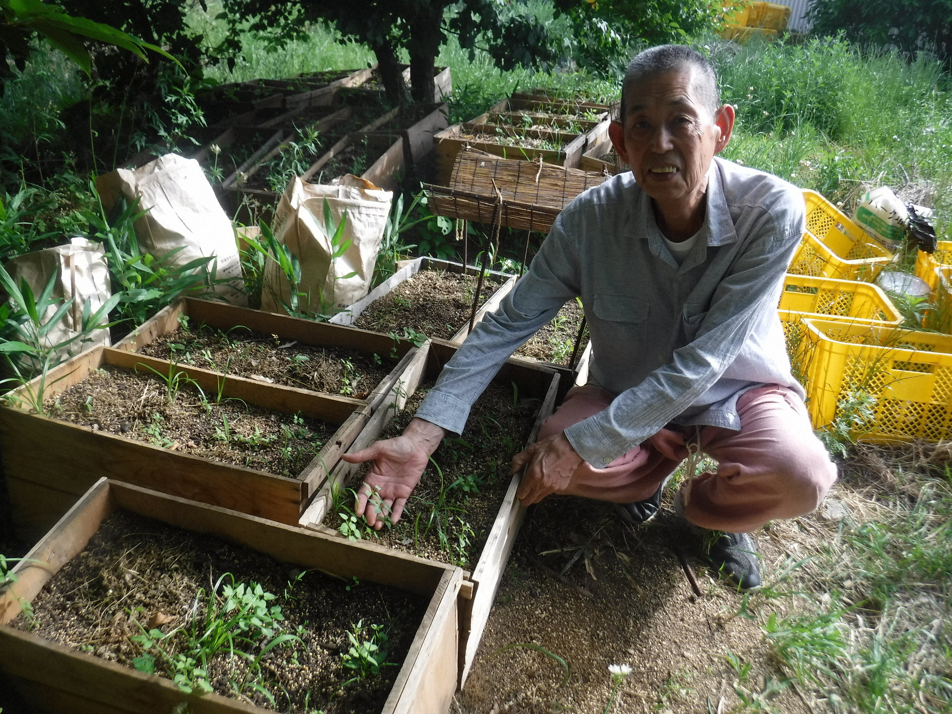 リンゴ箱内で日本茜を栽培。「根が下に伸びやすく、木製なので水分を含みやすいのも良い」と杉本さん