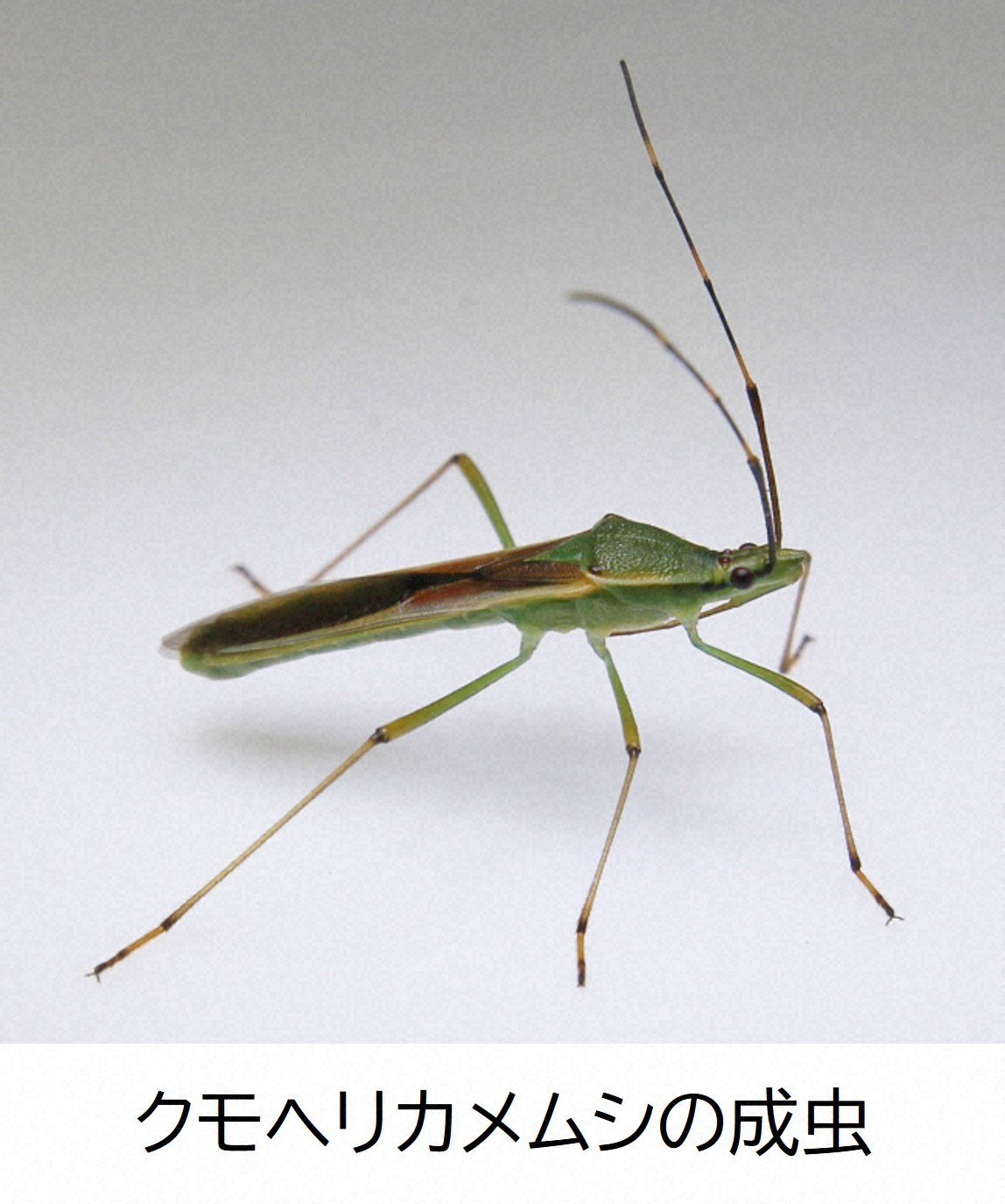 クモヘリカメムシの成虫