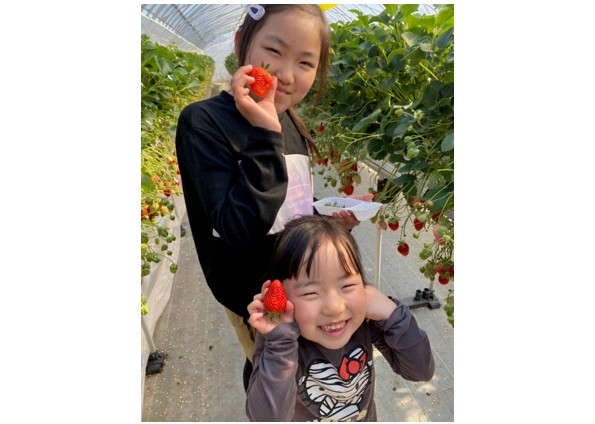 イチゴ狩りに訪れた子どもたち